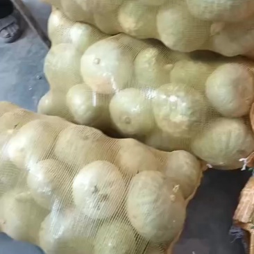 大荔沙底银栗