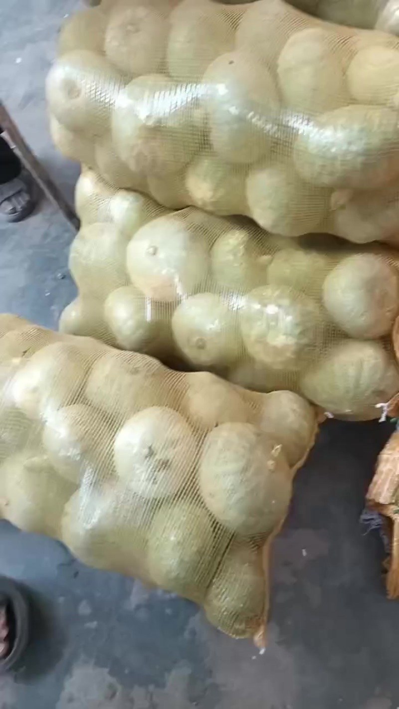 大荔沙底银栗