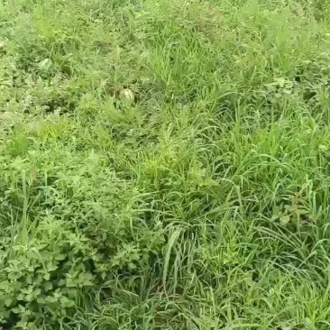 天津宁河西瓜产区，猛虎一号，大量上市
