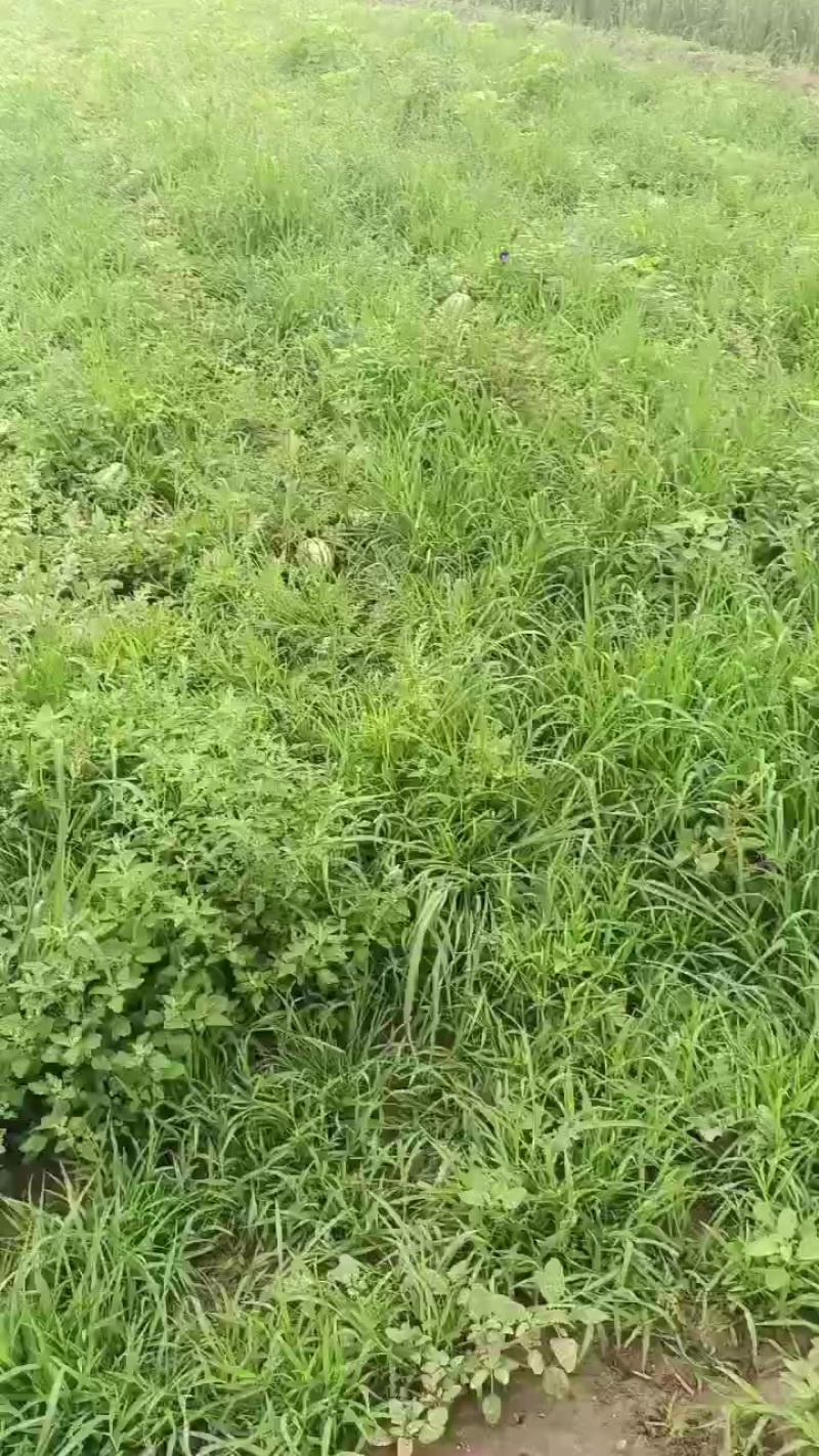 天津宁河西瓜产区，猛虎一号，大量上市