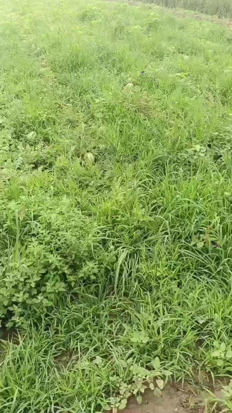 天津宁河西瓜产区，猛虎一号，大量上市
