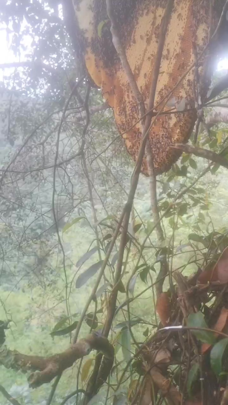 野生蜂蜜