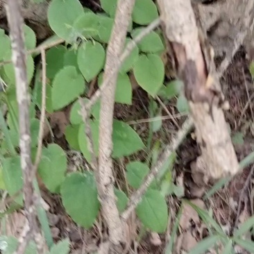 甘肃小圆叶淫羊藿