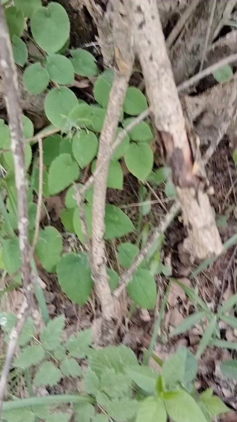 甘肃小圆叶淫羊藿