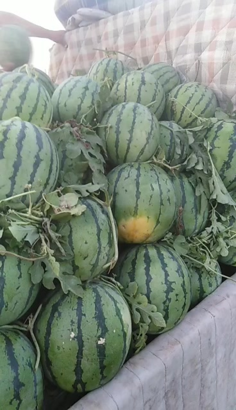 丽园西瓜