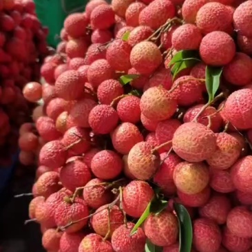 桂味