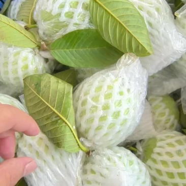 珍珠芭乐，清一色，***********