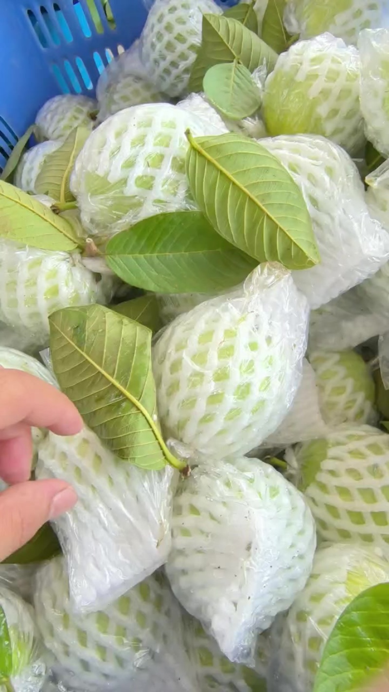 珍珠芭乐，清一色，***********