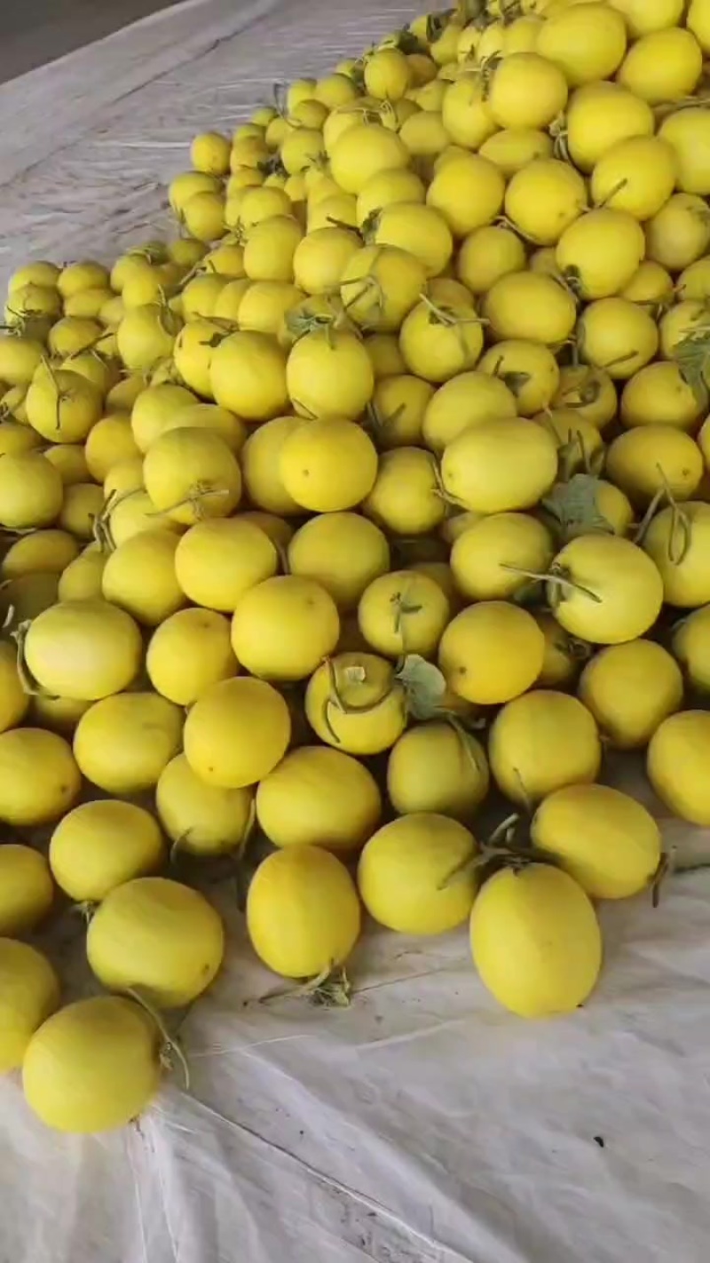 金红宝