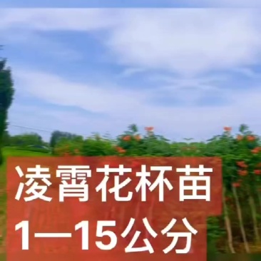 供应凌霄1一8公分移植杯苗