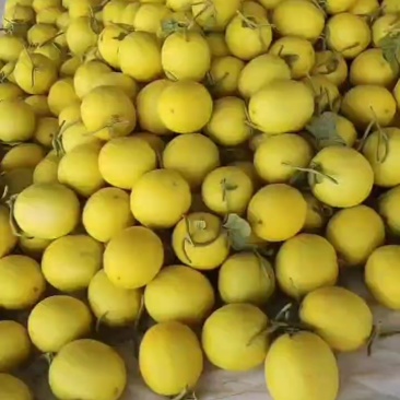 金红宝