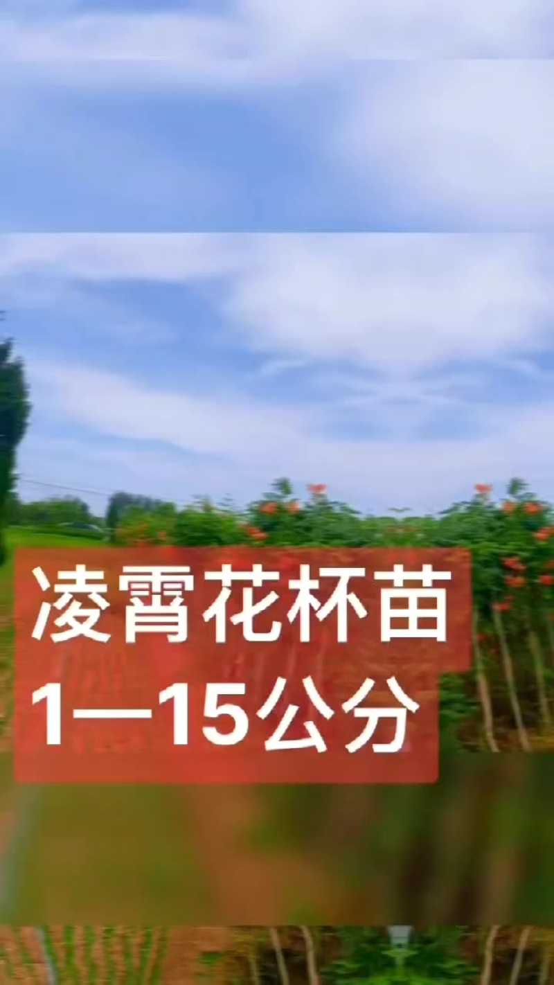 供应凌霄1一8公分移植杯苗