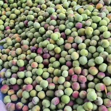 半边红大量出货中承接电商果市场果越南果