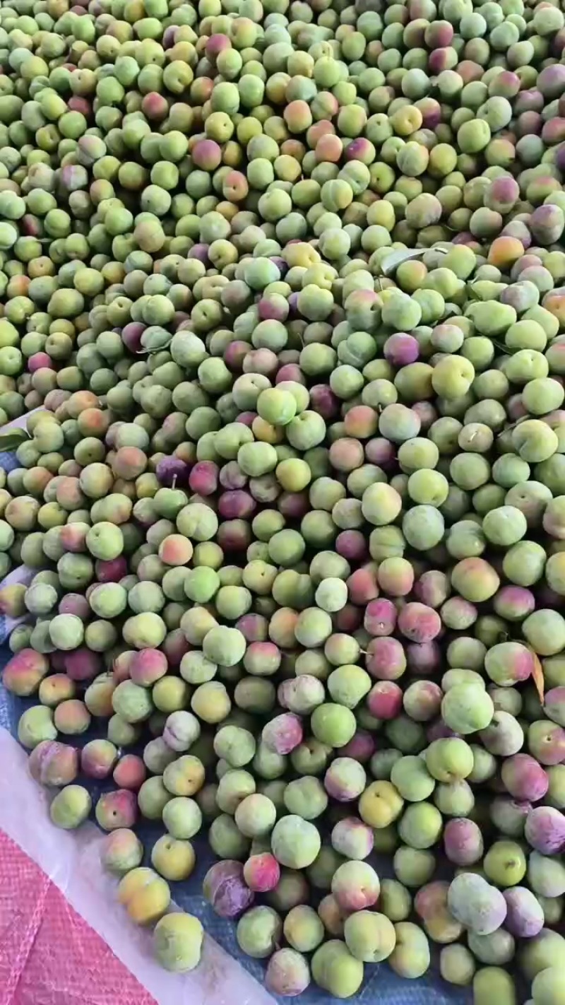 半边红大量出货中承接电商果市场果越南果