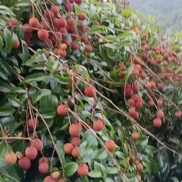 广东省云浮市新兴县佛荔，香荔枝