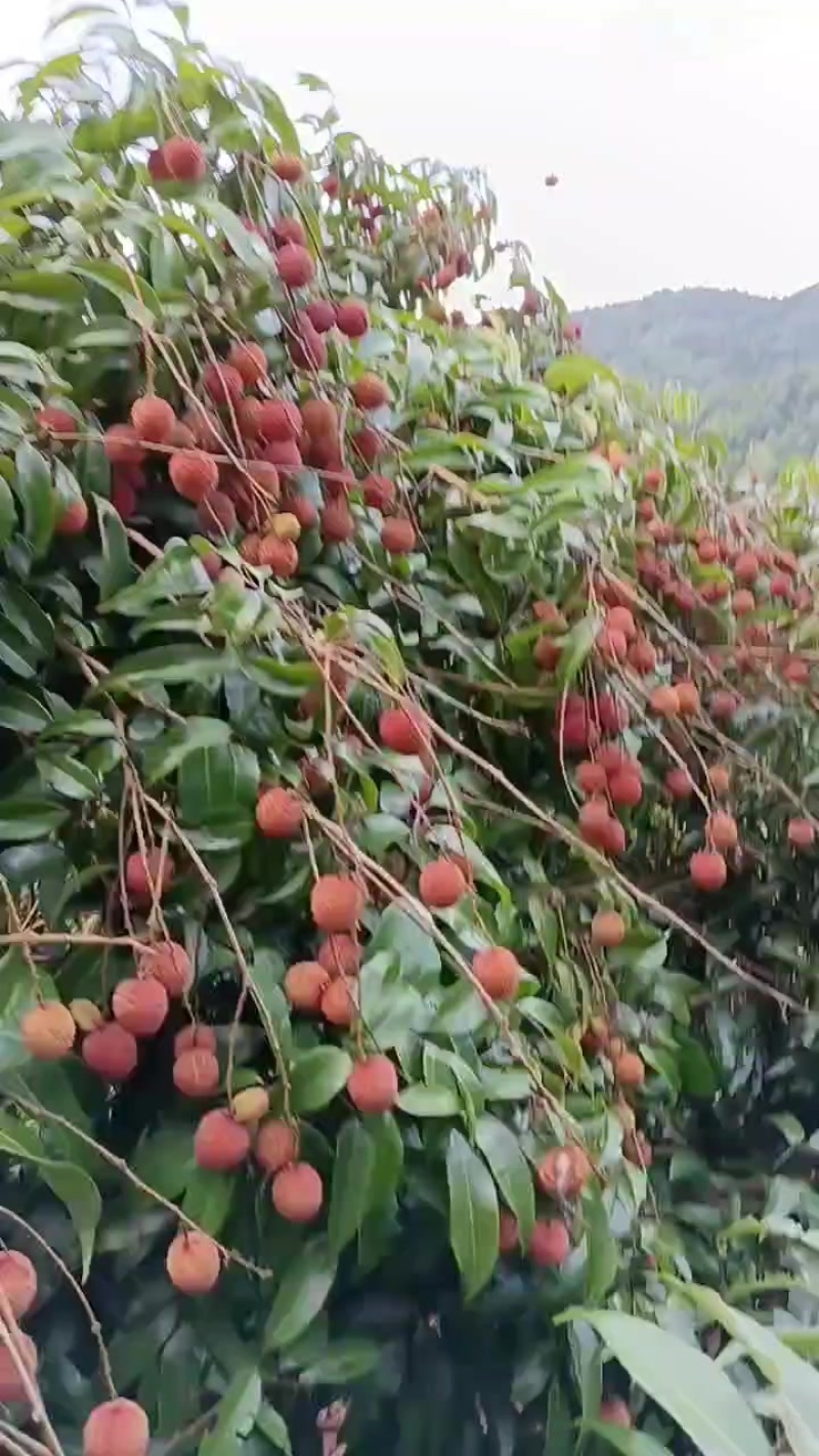 广东省云浮市新兴县佛荔，香荔枝