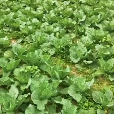 莲花白