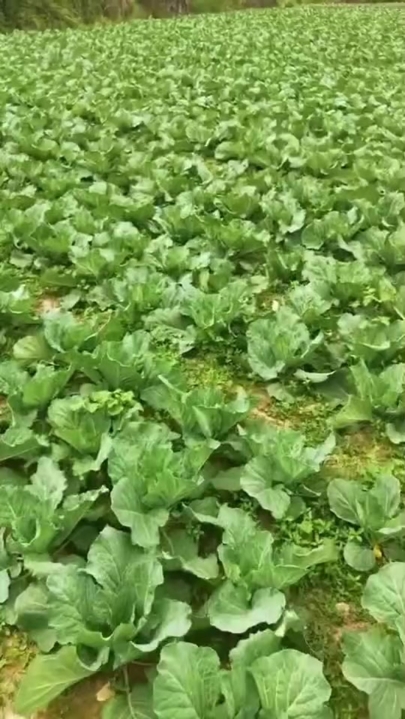 莲花白