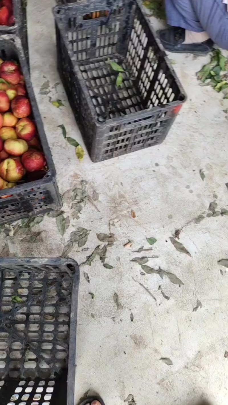 蟠桃