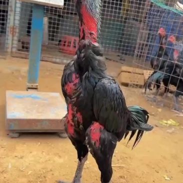 越南斗鸡