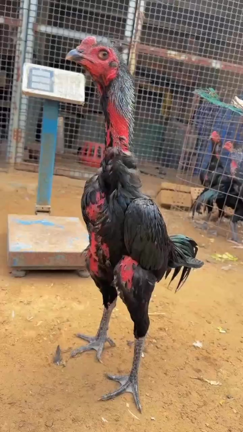 越南斗鸡