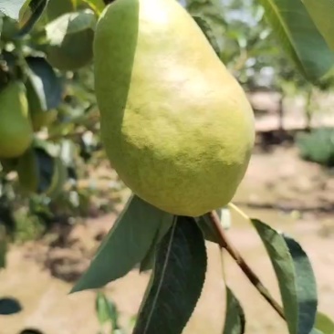 梨