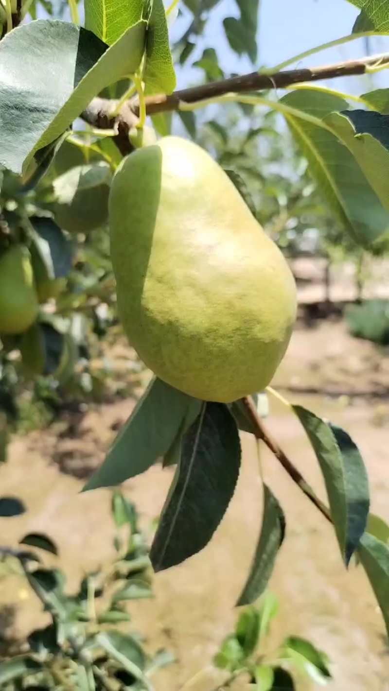 梨