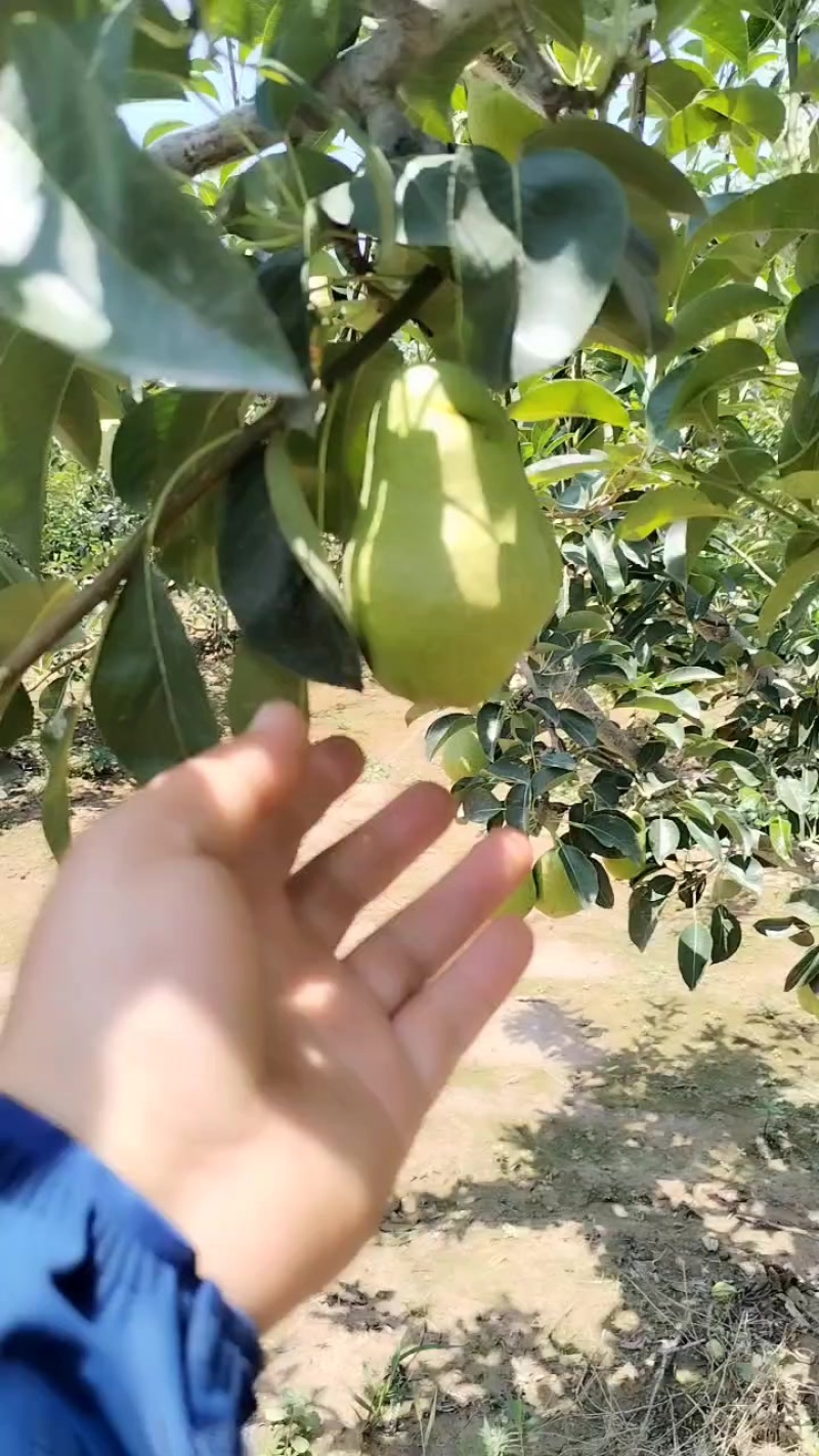 梨