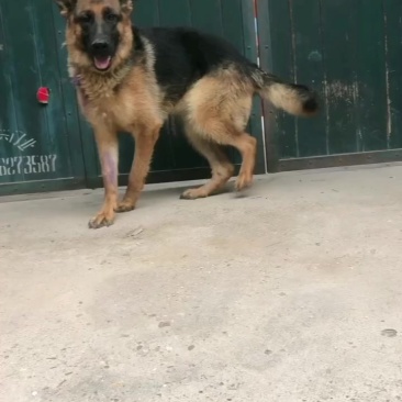 出售牧羊犬没空喂了不到一年换地发情