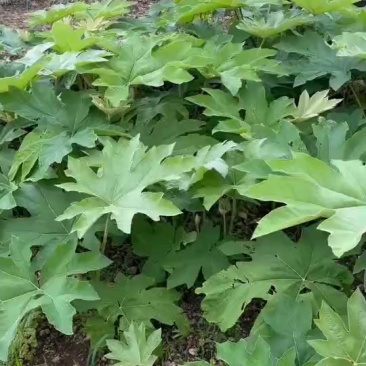 大通草根苗籽都有