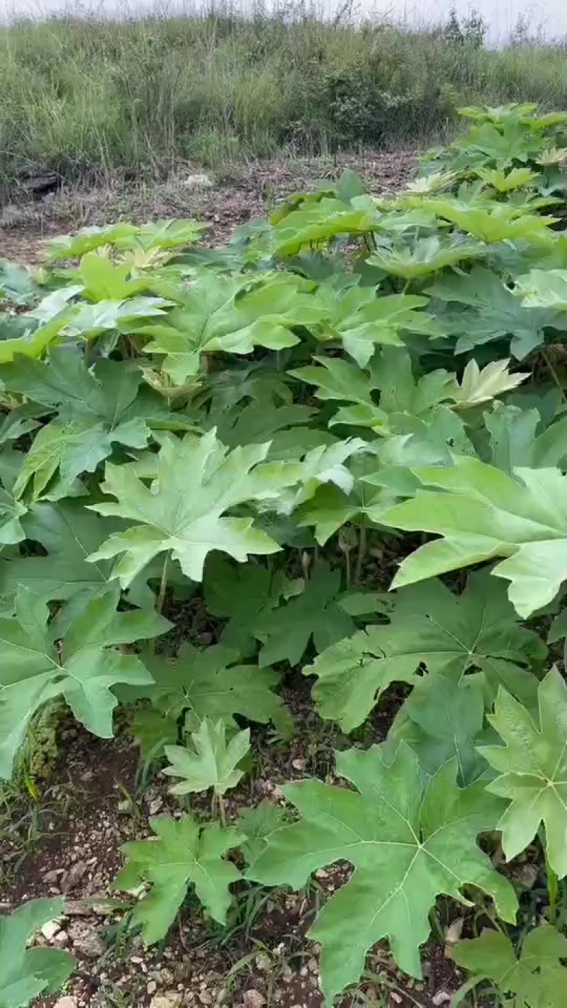 大通草根苗籽都有