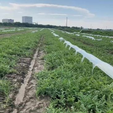 头茬8424，头茬小工棚