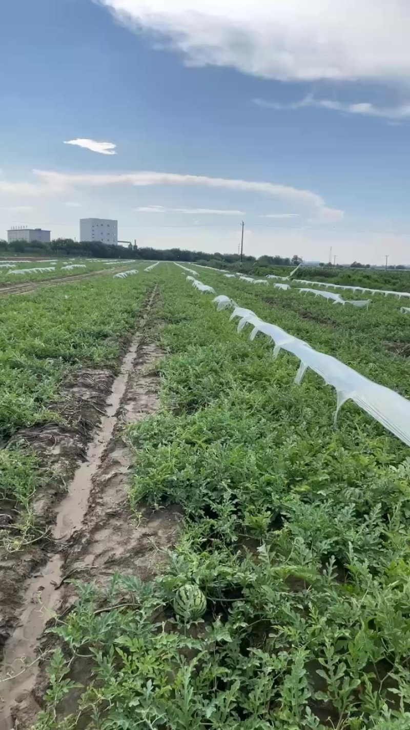 头茬8424，头茬小工棚