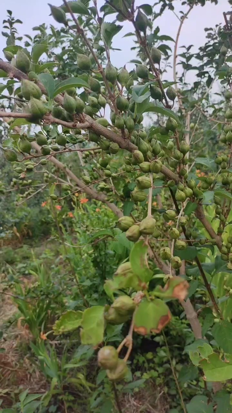 全网低价长期供货正规货源连翘精选**