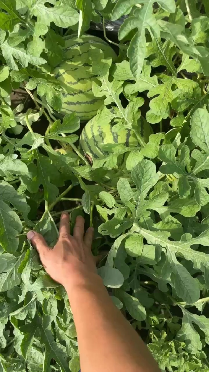 头茬8424，头茬小工棚