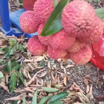 灵山荔枝桂味