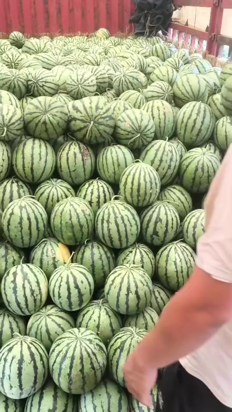 陆地梨园有籽西瓜九成熟以上的瓜，各个小活把