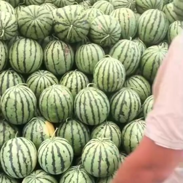 陆地梨园有籽西瓜九成熟以上的瓜，各个小活把