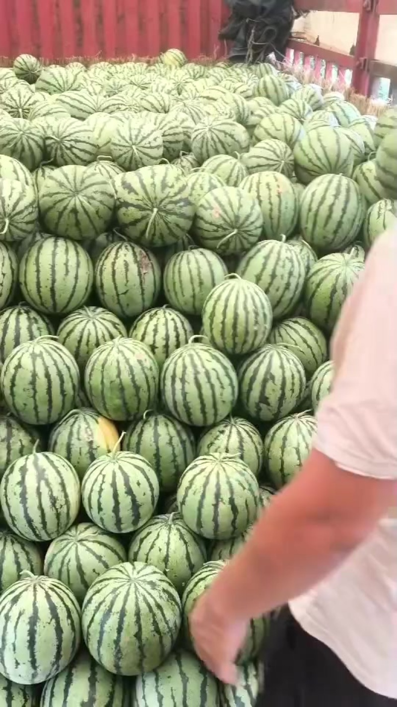 陆地梨园有籽西瓜九成熟以上的瓜，各个小活把