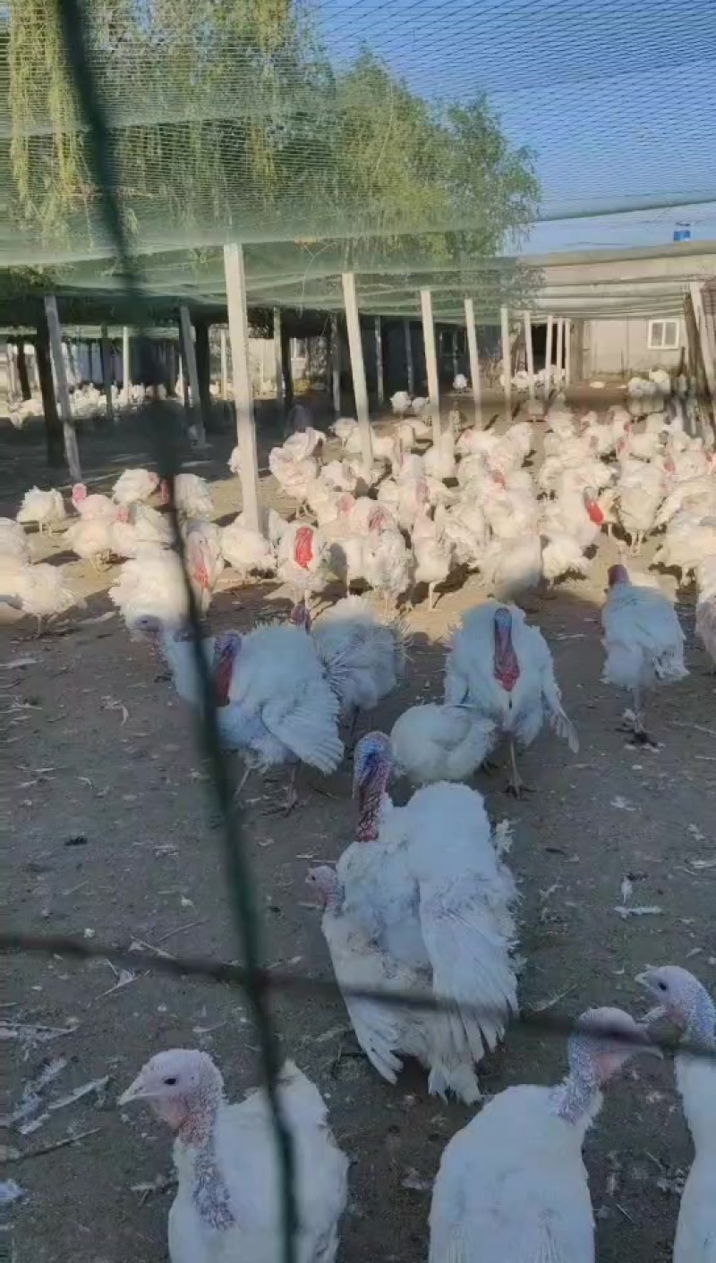 出售淘汰火鸡