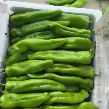精品牛角椒