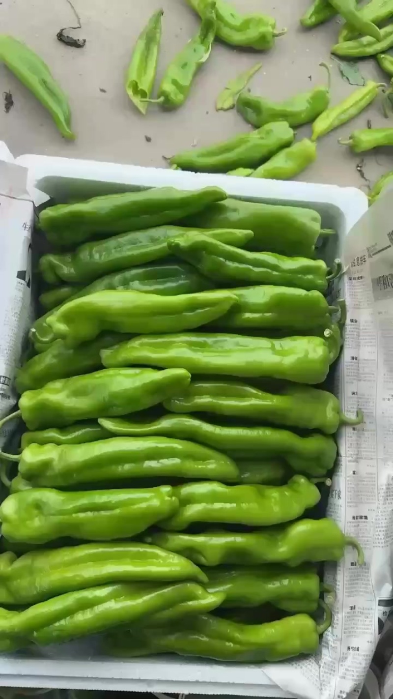 精品牛角椒