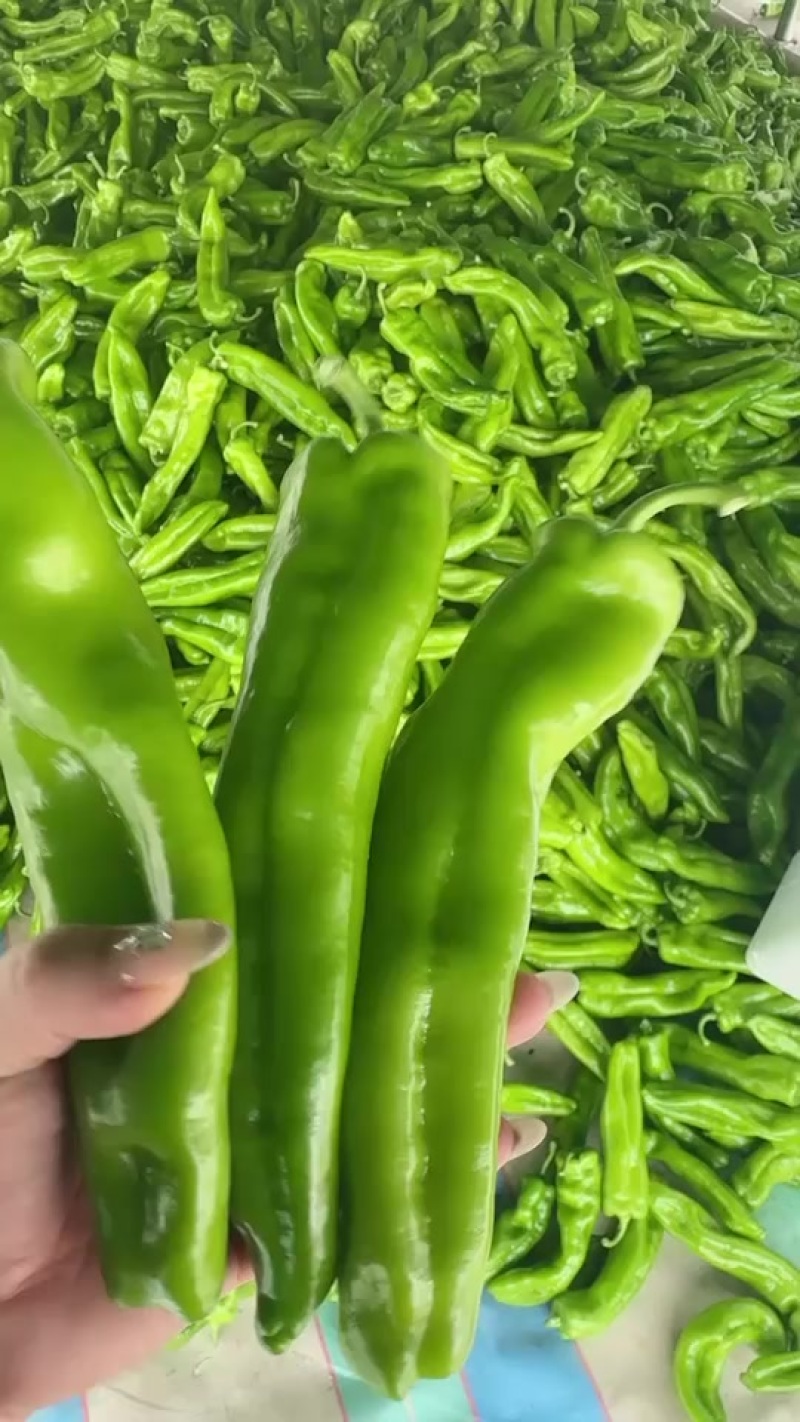精品牛角椒