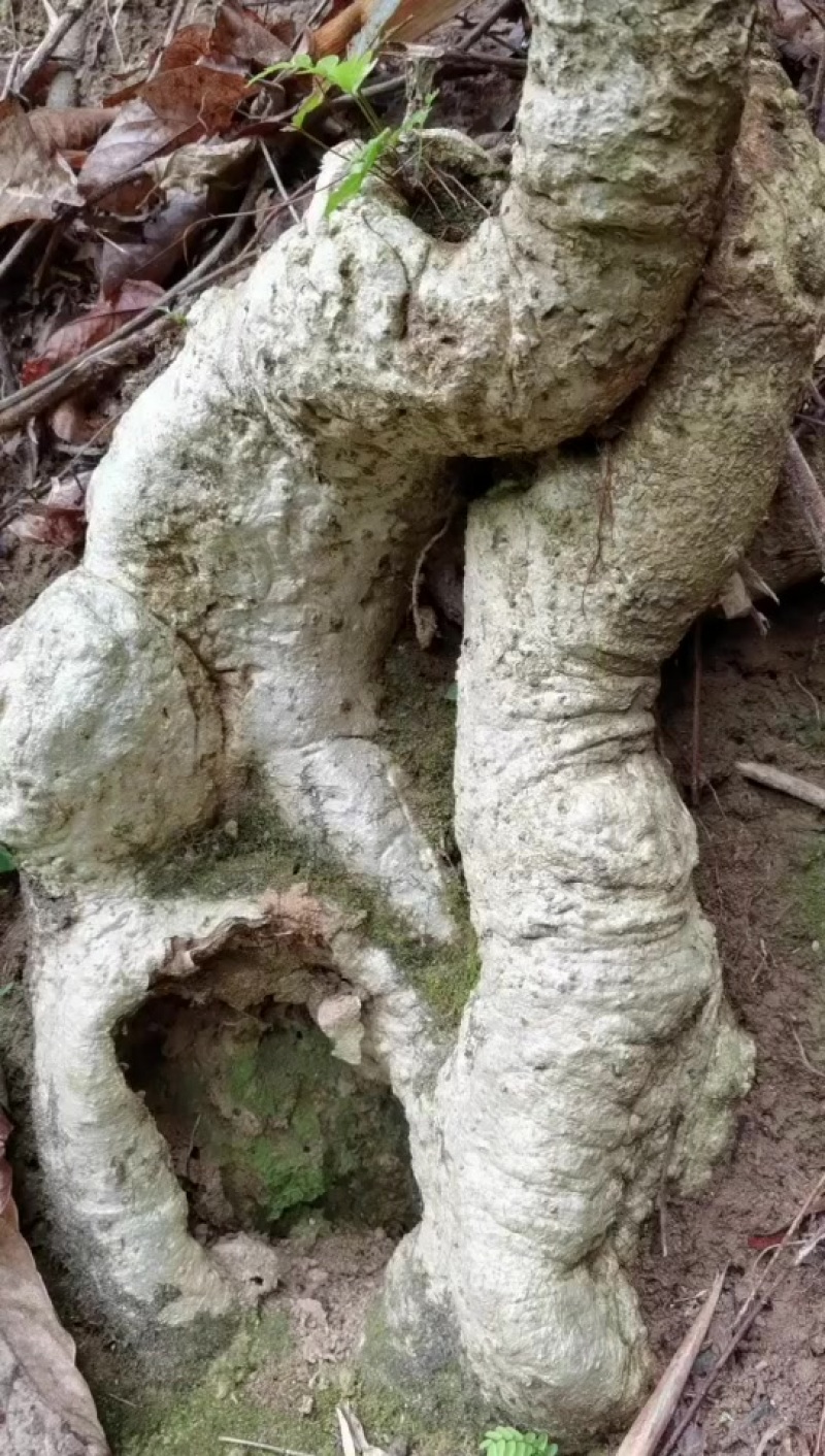老桩盆景