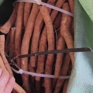 靓小叶统牛自家种植