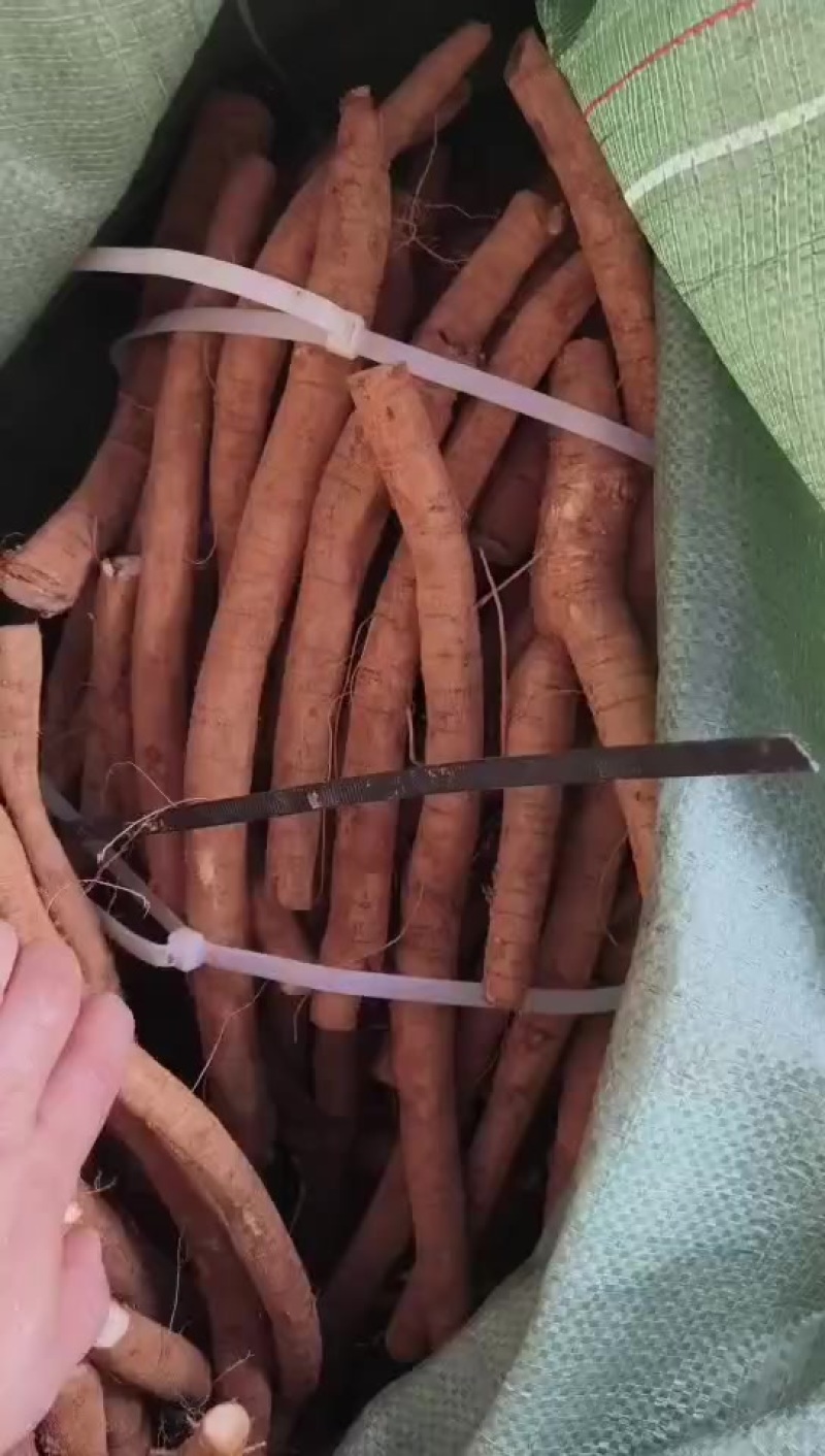 靓小叶统牛自家种植