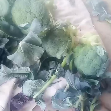 西兰花