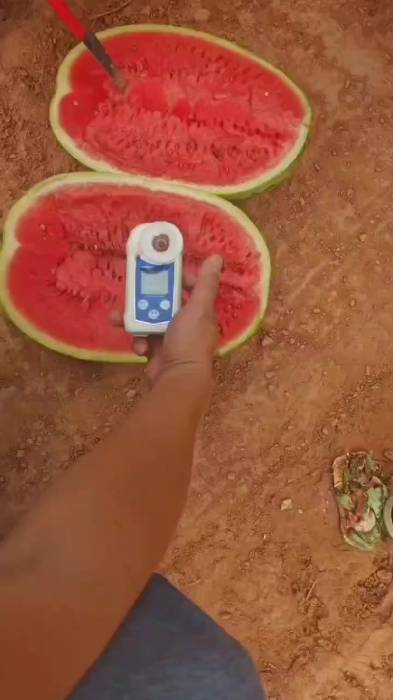 宁夏石头瓜