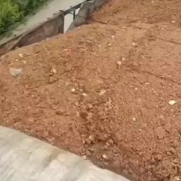 大量出售杏鲍菇废料