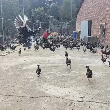 贵妃鸡